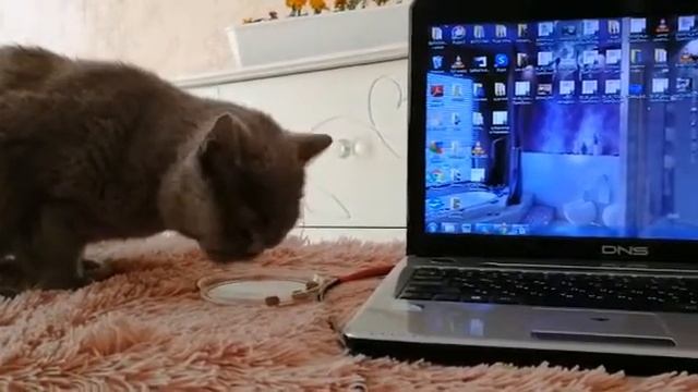 Ест корм британка Целли в Бердске