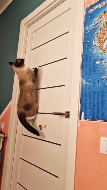 3a37ac91931933cd2c0db6203a62d6c7