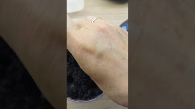 Сажаю фасоль на рассаду. 19мая