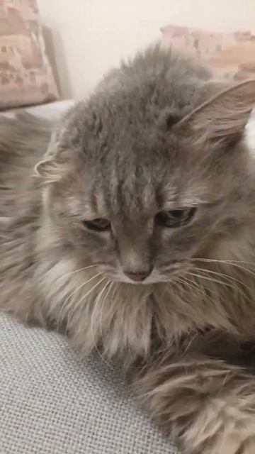 Алиса🐱#cat #милыекотики #котик #catshorts #алиса #кот #котики #кошки #кошка #alisa