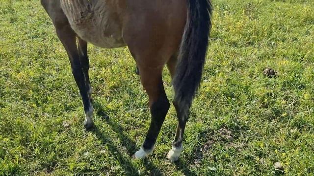 Продажа Ахалтекинских лошадей Sale Of Akhal-Teke Horses Https://akhaltekellc.com