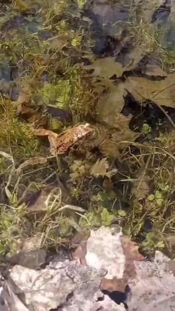 лягушка в луже