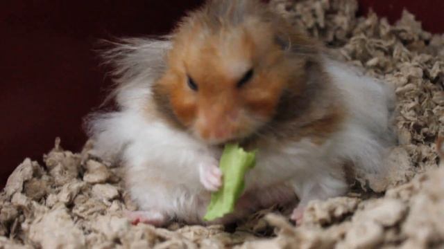 Happy Hammy Eating Taiwanese Cabbage (teddy Bear Hamster)