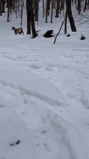 Goats And Lots Of Snow