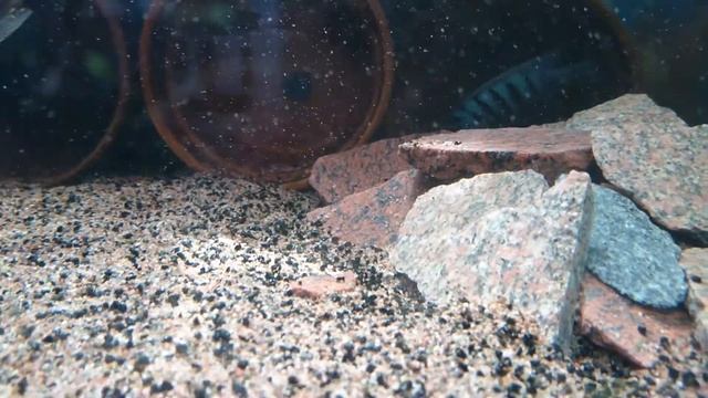 Klassisk Maylandia Zebra