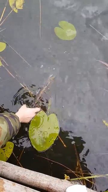 Запускаем щуку в озеро