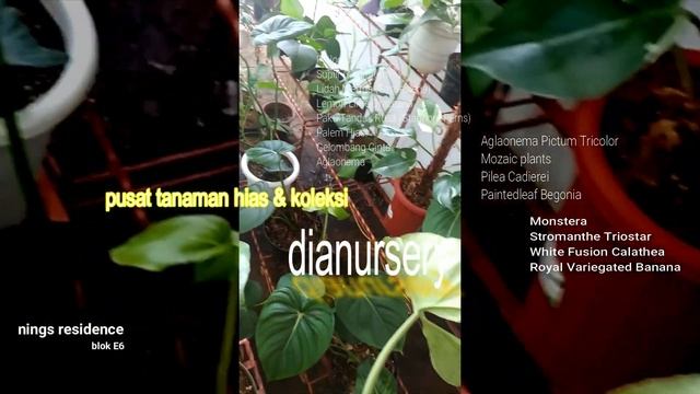 Tanaman Hias Tajur Halang