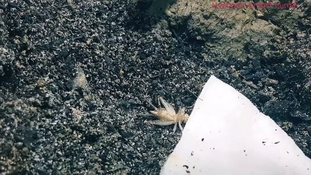 Harpegnathos Venator Smart Hunter - Wait For It