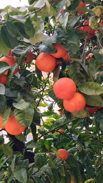 Весна в Ницце! 💐☀️🌺