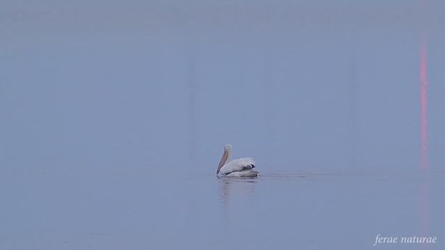 20 Second Relaxation With An American White Pelican Foraging At Dusk #relaxing