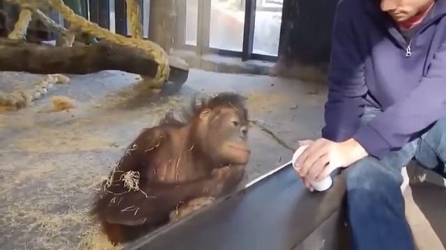 Шутник года в зоопарке!🤣