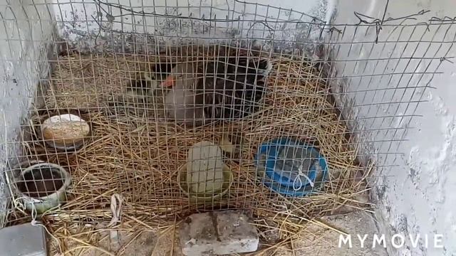 264fc68c73afd0b6d6a49d58c275380f