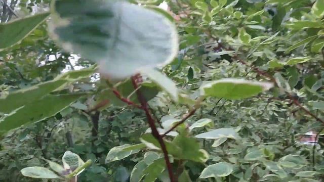 Осенняя московская прогулка. Новый парк на Краснобогатырской.