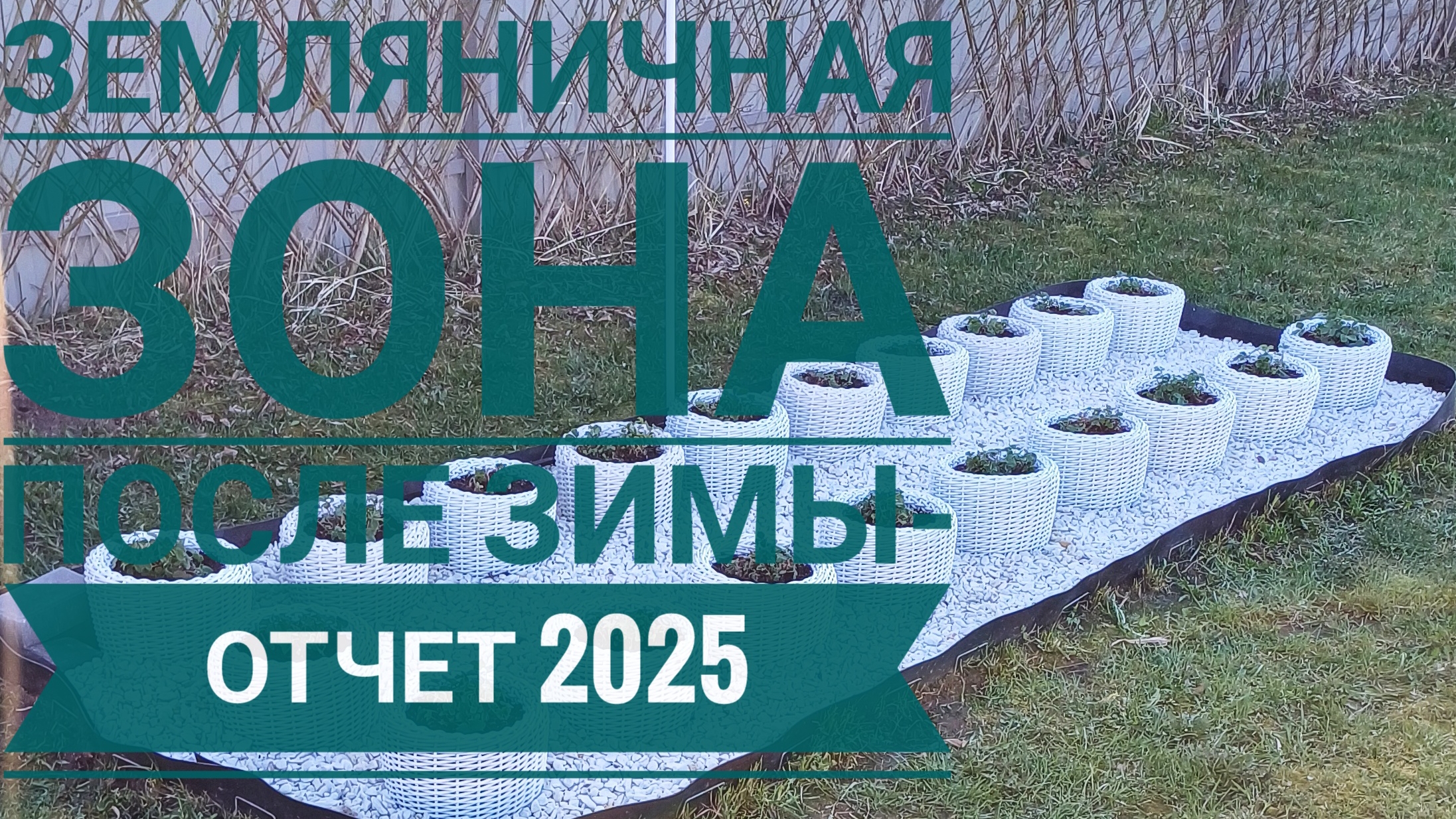 Как перезимовала земляника в кашпо🍓