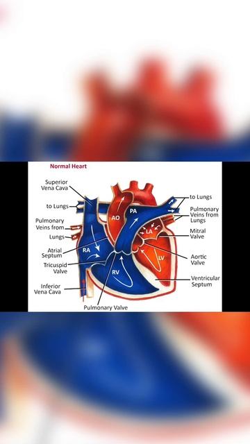 Learn The Blood Flow With Me #shorts #hospital #heart #students #medical