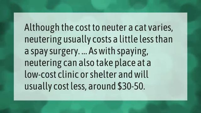 How Much Does It Cost To Neuter A Cat At PetSmart?