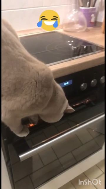 Приколы с котиками 🤣