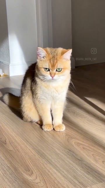 Вопрос Алисе)🐈😸 #cat #2023 #sara #pets #алиса #question 😼