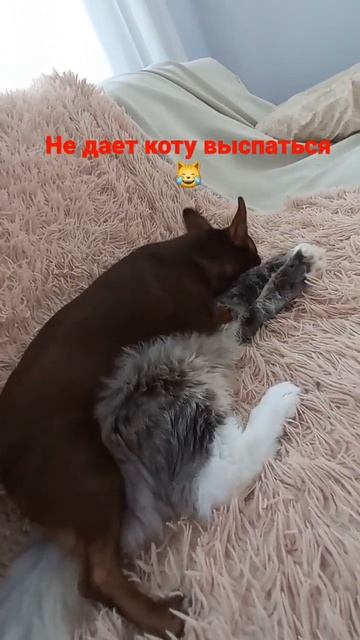 Дружба собаки и кота🤎