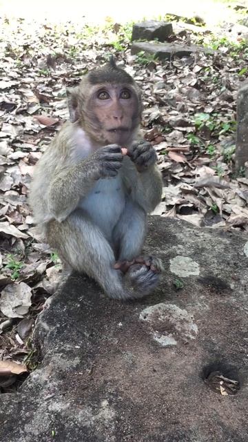 Реальная жизнь маленькой обезьянки в лесу #shorts