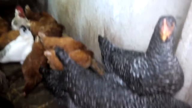 Мешанка для несушек