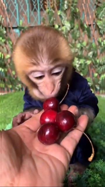 Funny Monkey || Веселая обезьянка