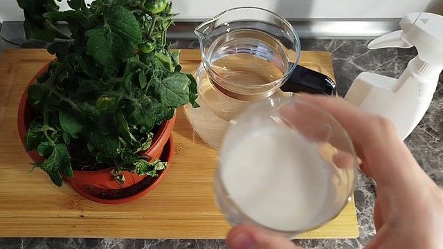 Spasite Rajčicu Od Plamenjače Bez Kemikalija!