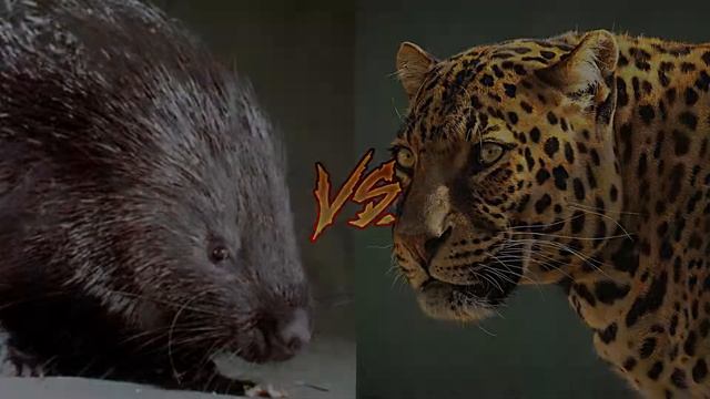 5 Смертельных