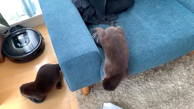 カワウソコタローとハナ　可笑しくてほっこりする２人のやりとり　Otter Kotaro&Hana Get On Great Together