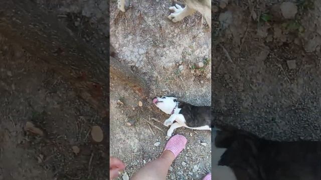 редкие минуты отдыха #енотилюша #помощьбездомнымживотным #жизнь #love #reels