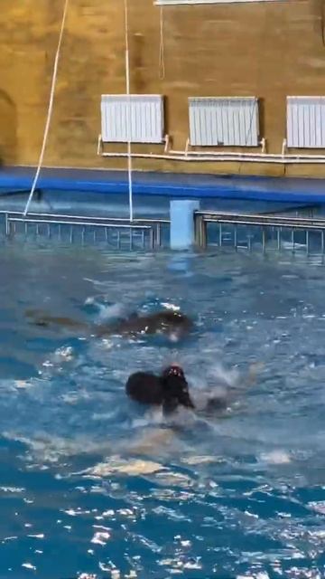 Плавание с дельфинами