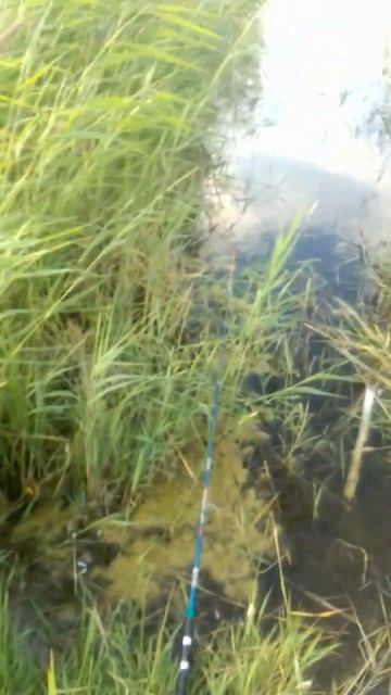 #рыбалка #ротан #подпишись #fishing