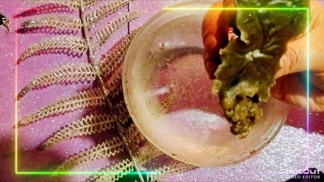 Нити Судьбы. ДревнеславянскоеПредсказание На Воске