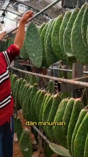 Pewarna Makanan Dari Serangga??