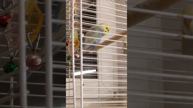 Попугай разговаривает