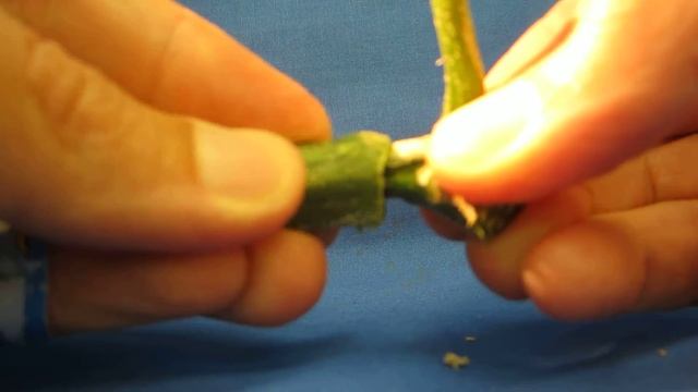How To Check For Bacterial Wilt In Cucurbits
