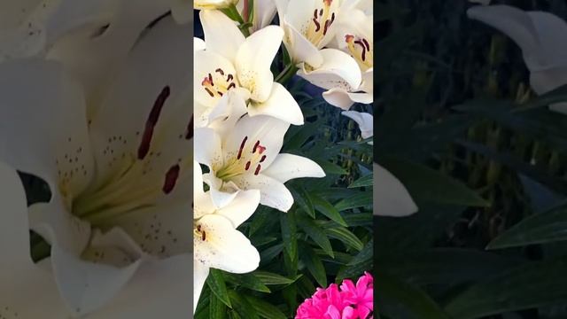 Цветы моей души!