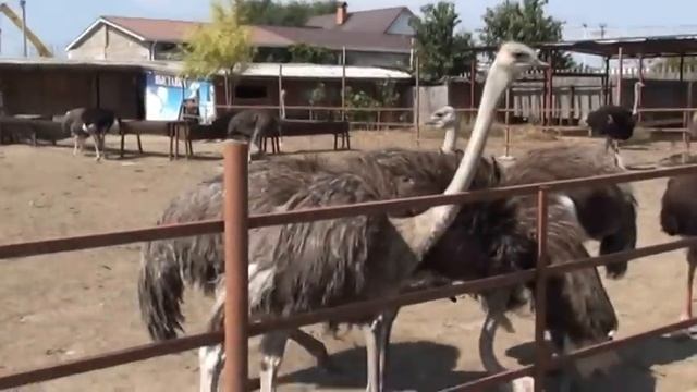 Травы много:)