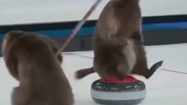 сурки на кёрленге