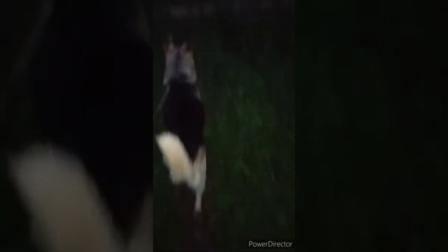 Увидел нечто в лесу