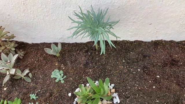 Suculentas De Sol E De Chuva No Canteiro