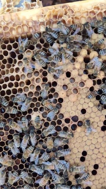 печатный трутневый расплод 28.03.2024 Кубань