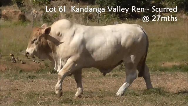 Lot 61 Kandanga Valley Ren (Scurred) - July 2022