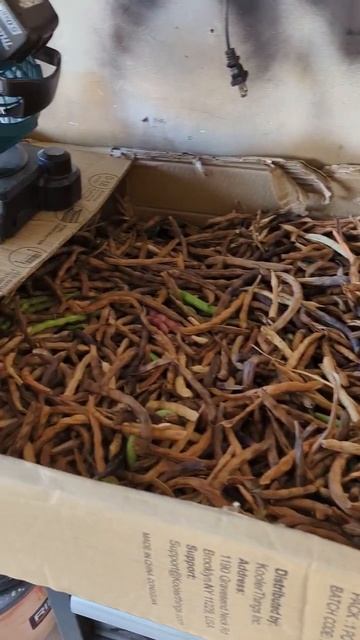 Pole Bean Harvesting!, Drying, And Shelling Technique