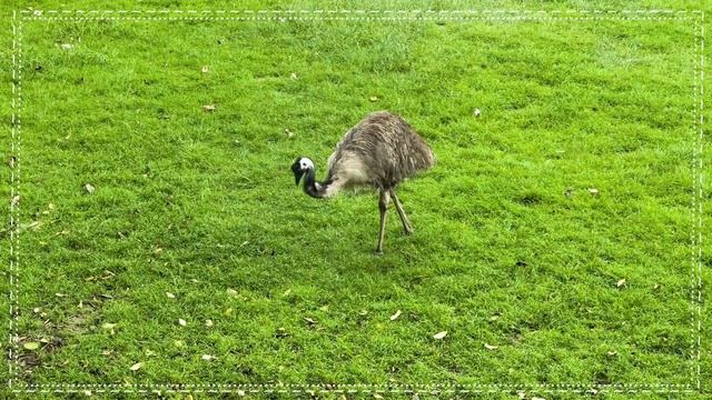 Wild Animal Sounds Around Us: Cow, Rabbit, Rooster, Baboon, Cat, Hen, Sheep - Animal Moments