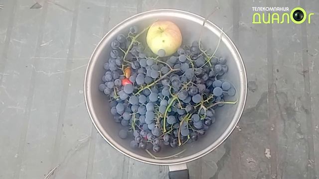 Виноград, выращенный в подмосковном Быково (Видеоблог Евгения Степанова)