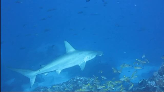 Cocos Island,Sea Hunter,Gruppenreise Okt 2018