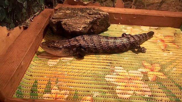 ВЛОГ Зоотерариум! Попугай разговаривает!!!