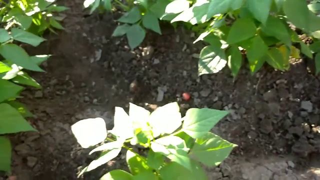 Огород огурец 🥒🥒 и малина🍇🍇