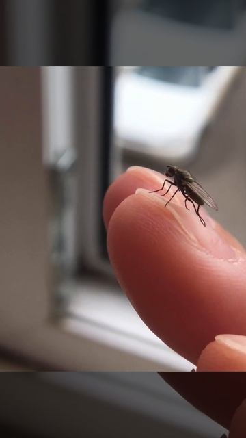 🪰Мушонок умывается (муха)